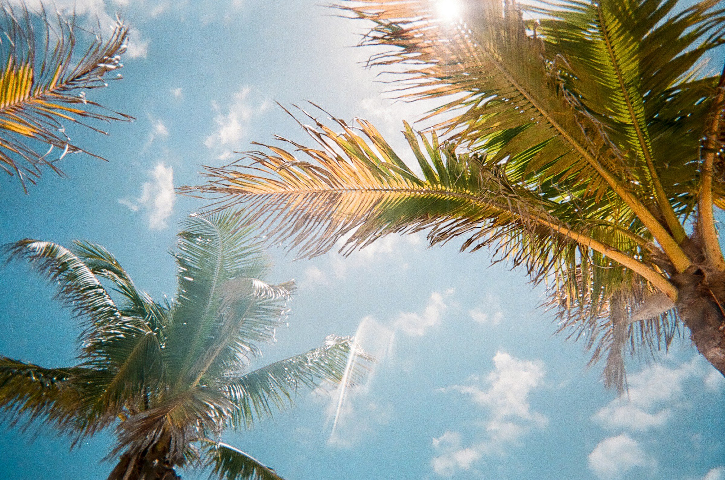 Palmetoppe med blå himmel og hvide skyer