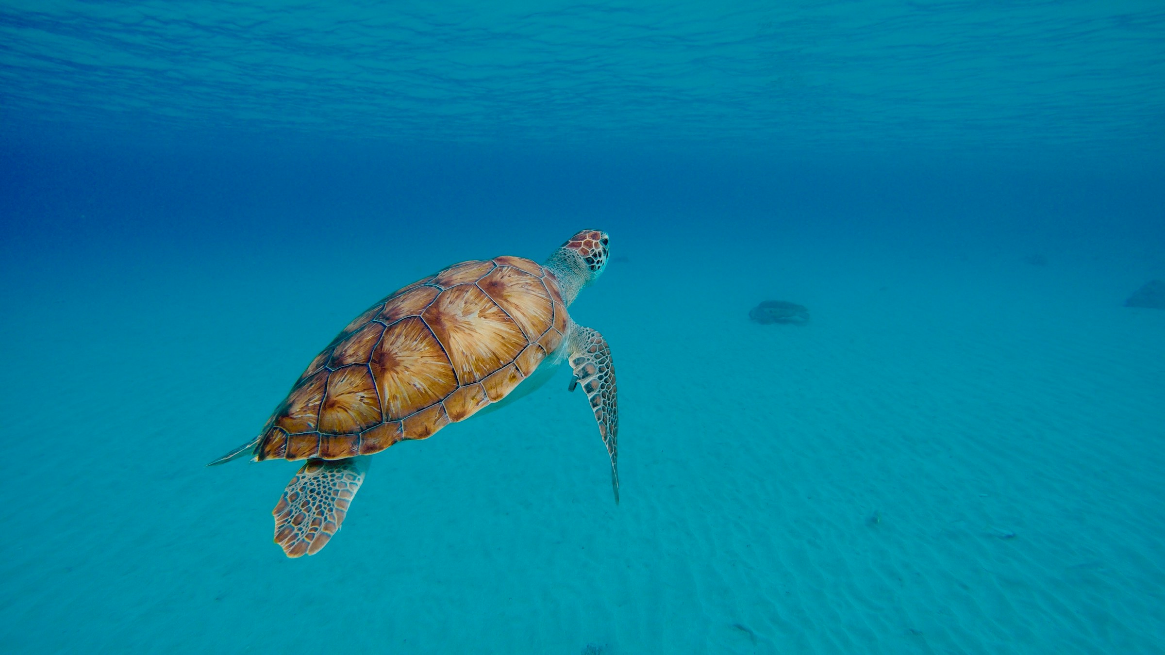 Havskildpadde svømmer under blåt vand