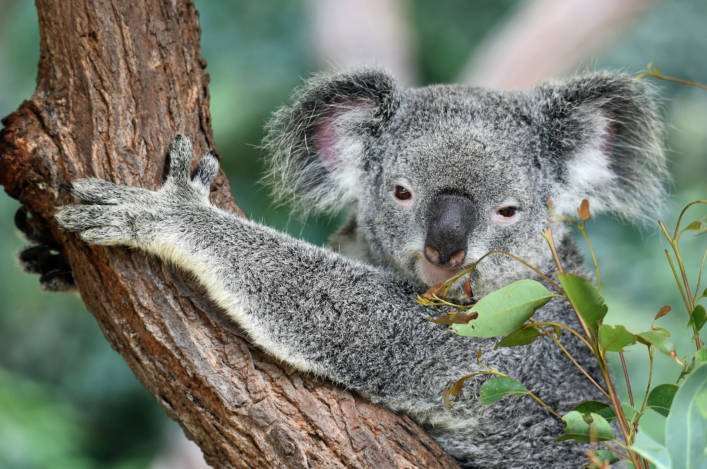 Koala sidder i et træ og holder fast mod kameraet