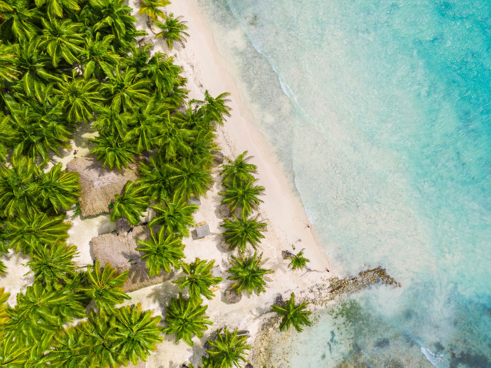 Over udsigt over tropiske palmer, der møder stranden og det blå hav
