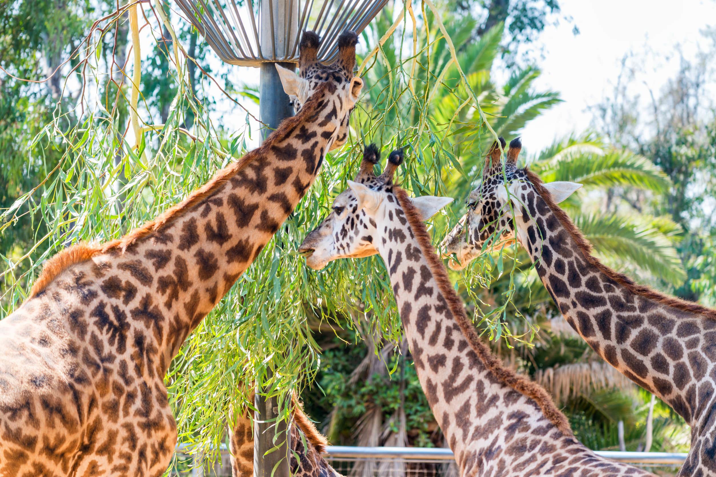 Tre giraffer spiser fra et træ i en nationalpark i Nairobi, Kenya