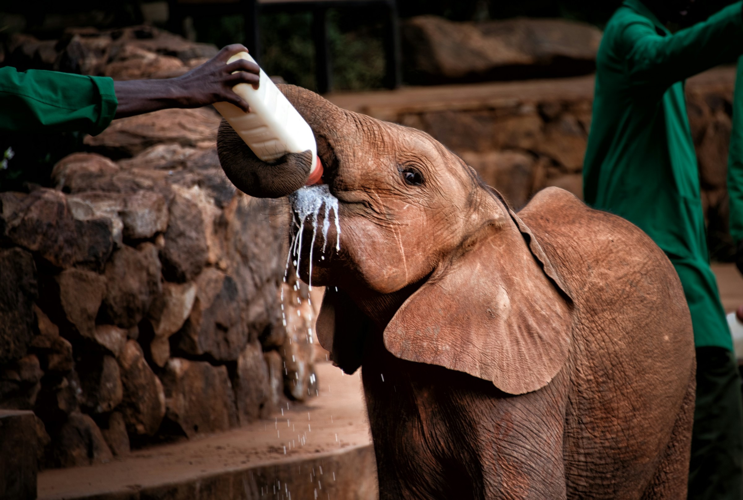 Ung elefant fodres med vælling fra en flaske i Nairobi Nationalpark