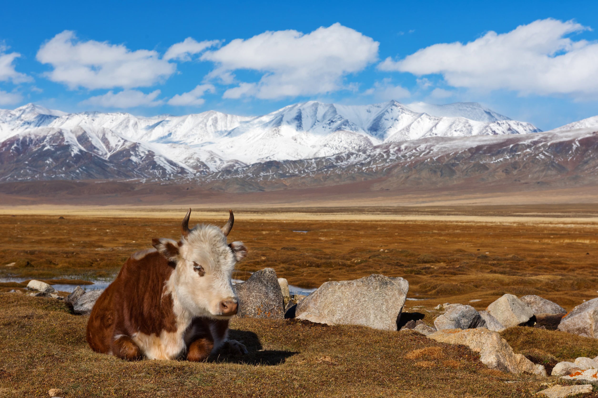 En brun og hvid ko hviler på sletten under bjergene i Mongoliet med blå himmel og vintertoppe i baggrunden